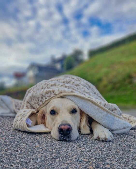 ComfyRug Nordic Leo - Vanntett hundeteppe - Hundetepper