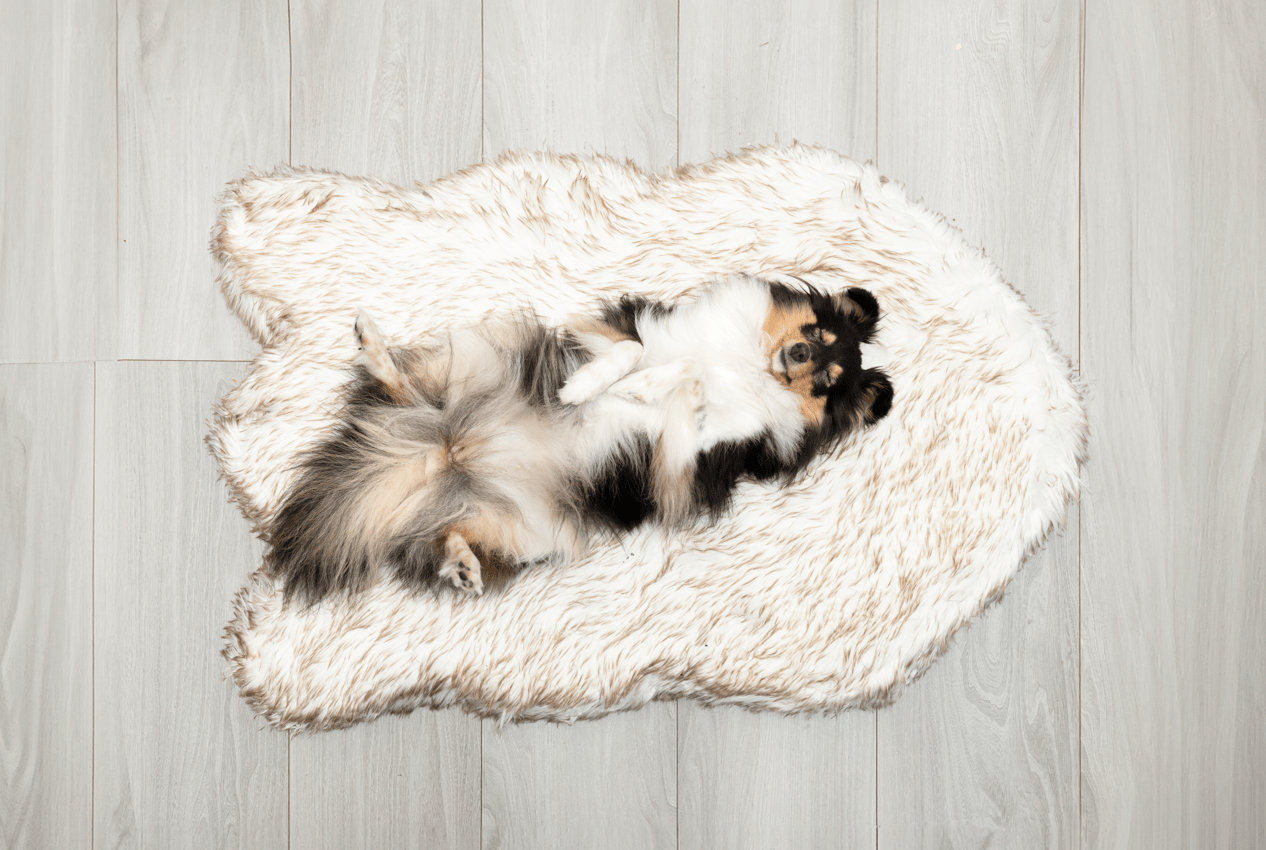 Sovende hund som ligger på ryggen på en hundeseng i hvit/creme med memory foam madrass.