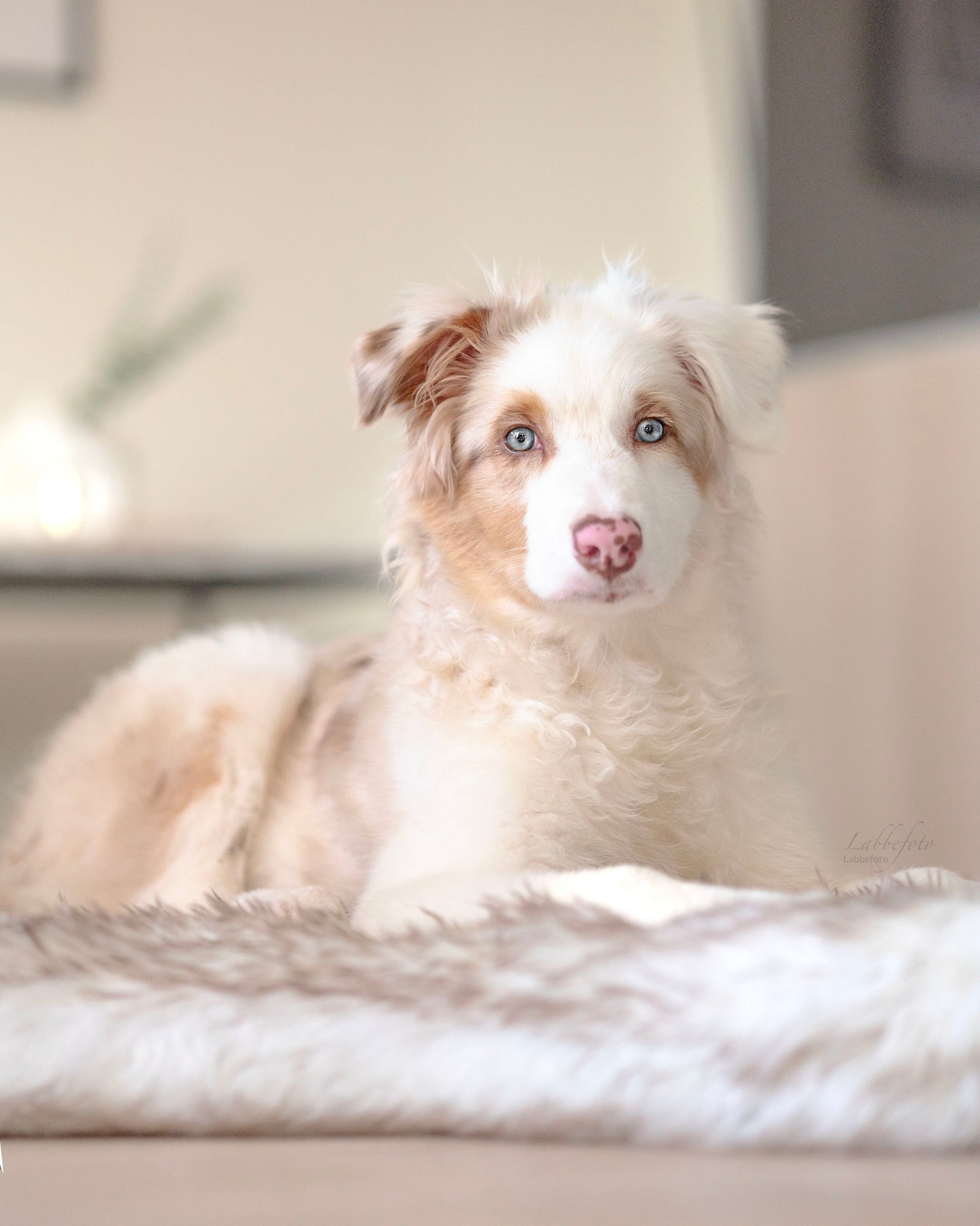 ComfyRug Original - Hundeseng med premium memory foam - Hundetepper