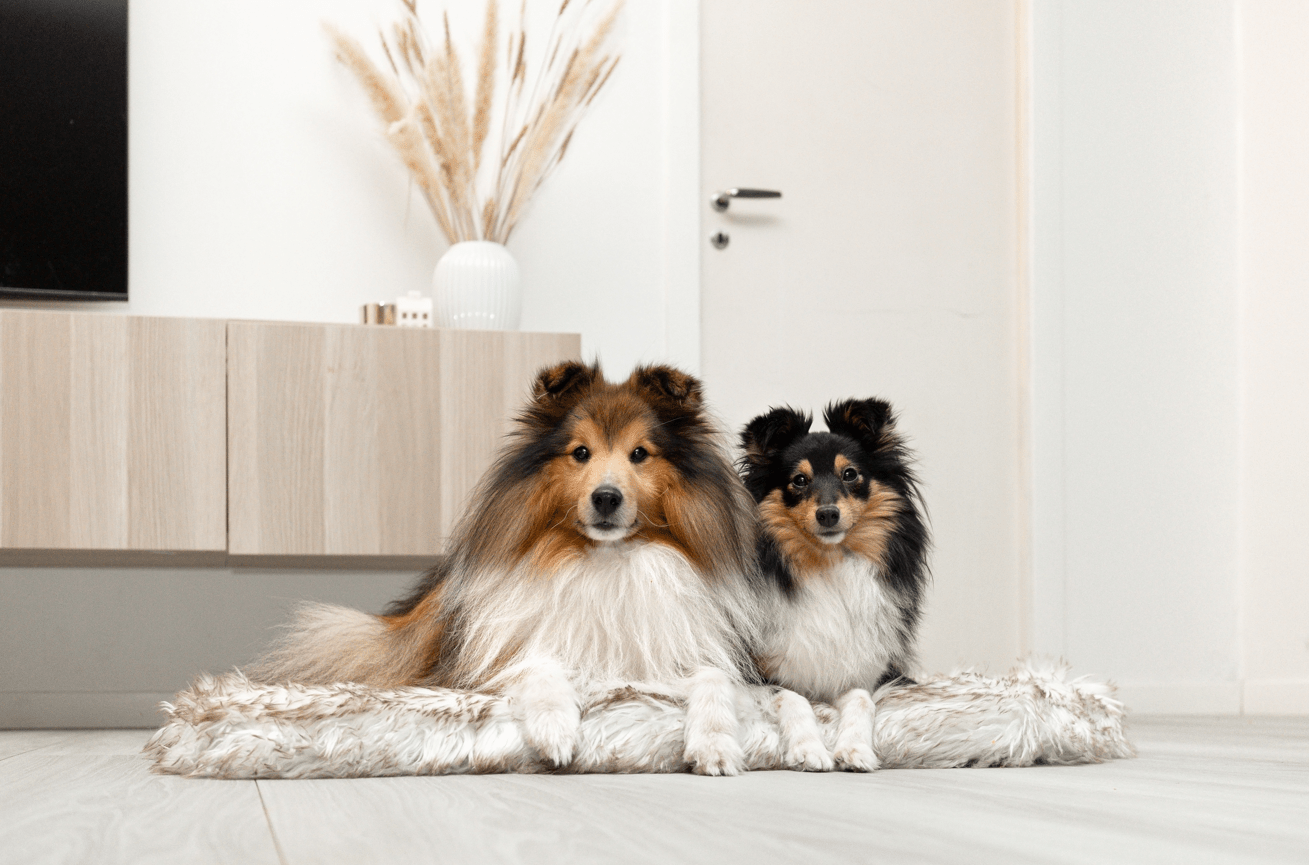 ComfyRug Original - Hundeseng med premium memory foam. En madrass med beige/hvit kunstpelt i et lekkert design. Oppå sengen ligger to søte hunder.