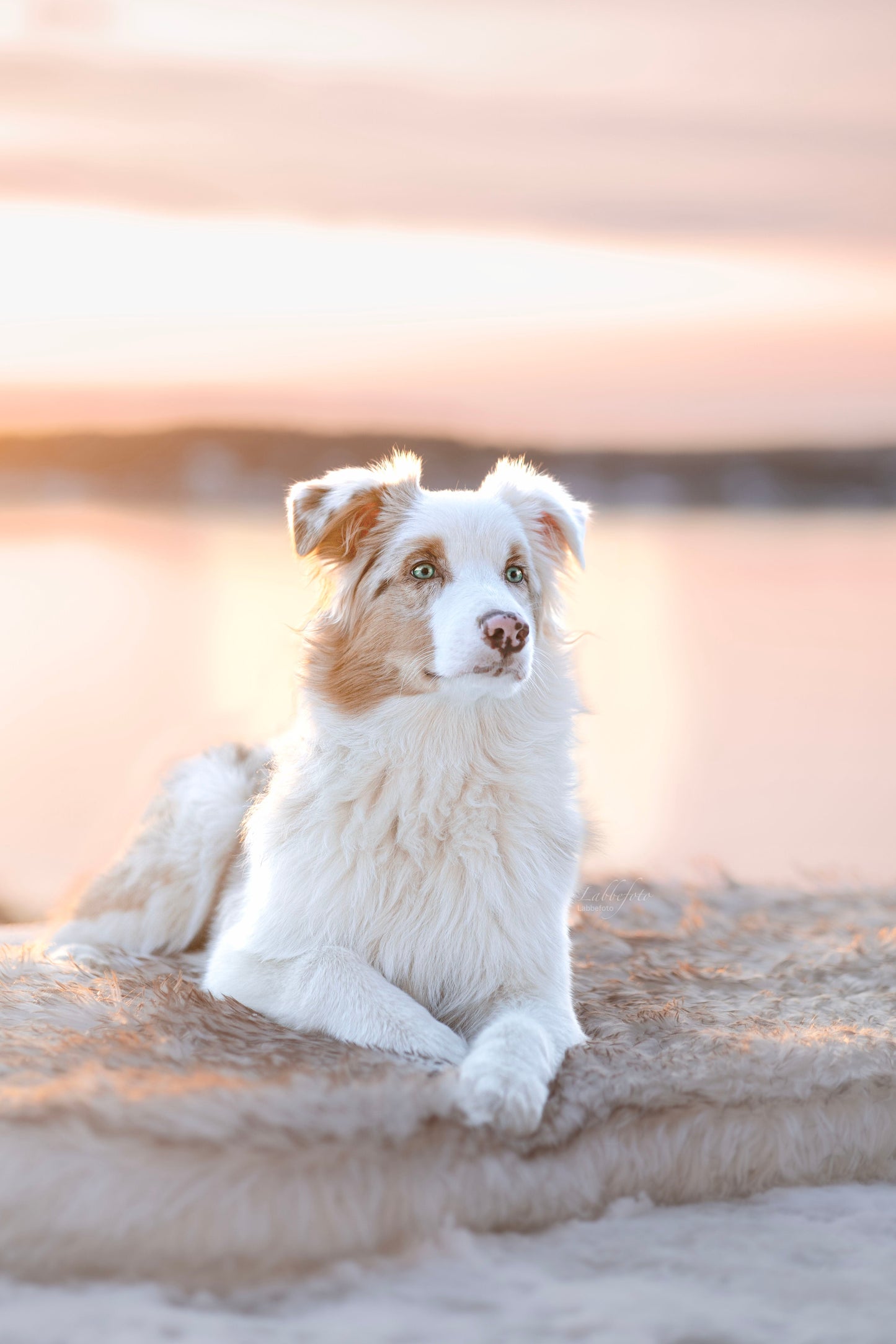 ComfyRug Original - Hundeseng med premium memory foam - Hundetepper