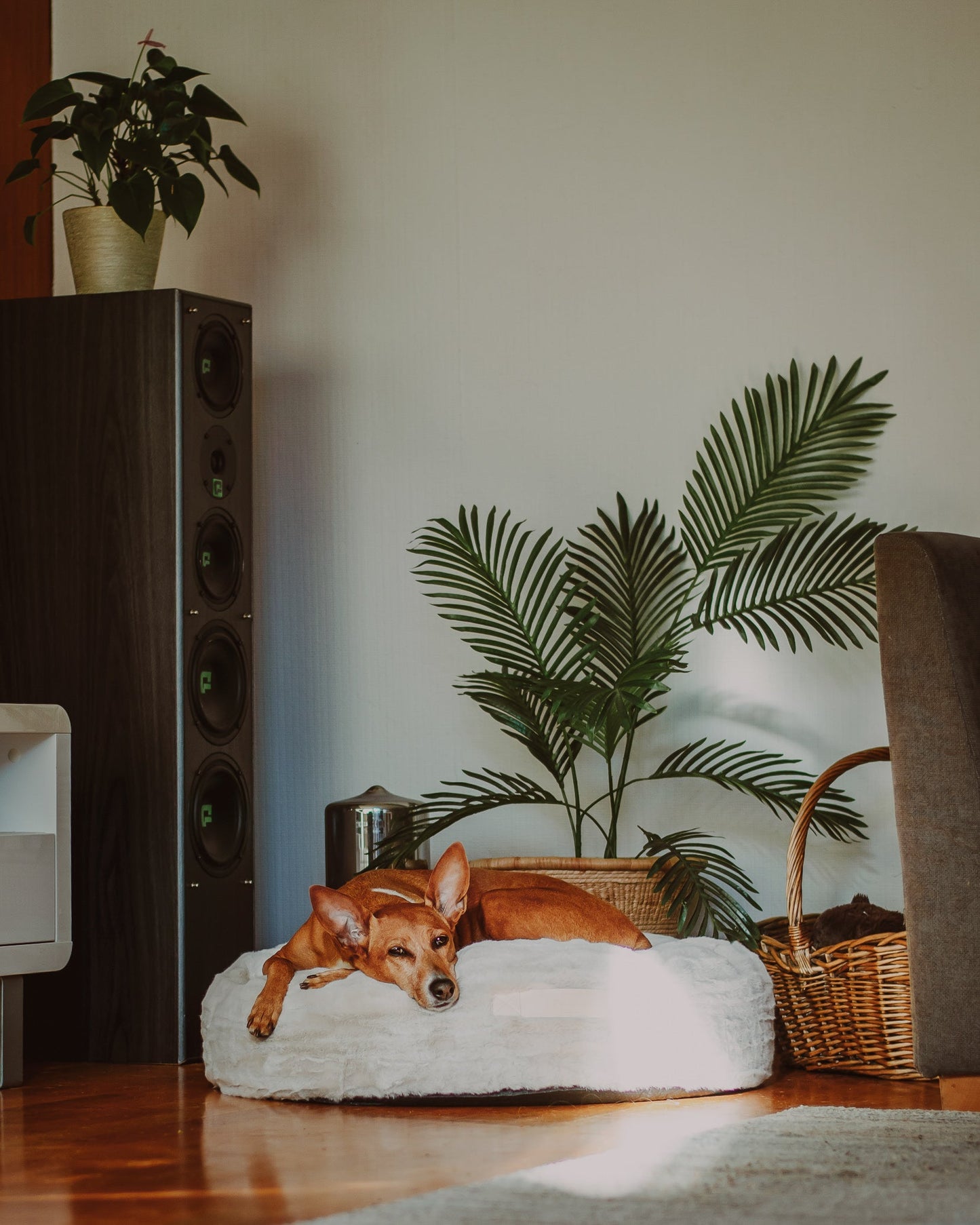 Nordic DayBed - Limited edition - Hundetepper