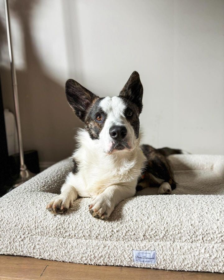 Perro Durmiendo bouclé sofa bed - En lekker firkantet hundeseng i fargen creme og boucle stoff. Oppi sengen ligger en veldig søt svart og hvit hund og ser rett i kamera.