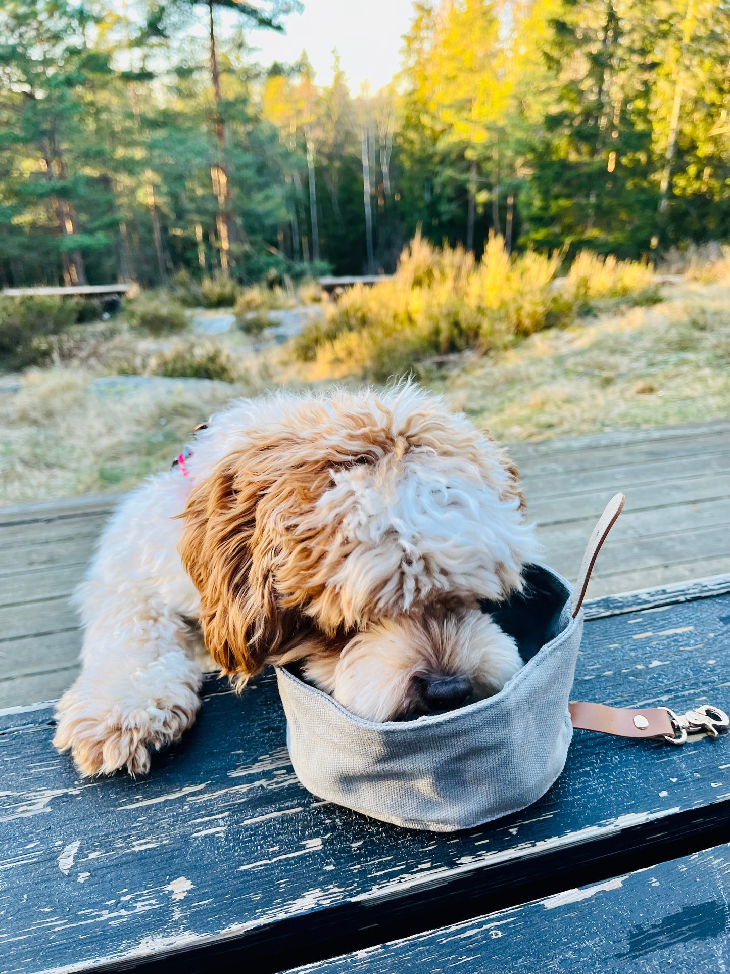 Portabel turskål til hund - Hundetepper