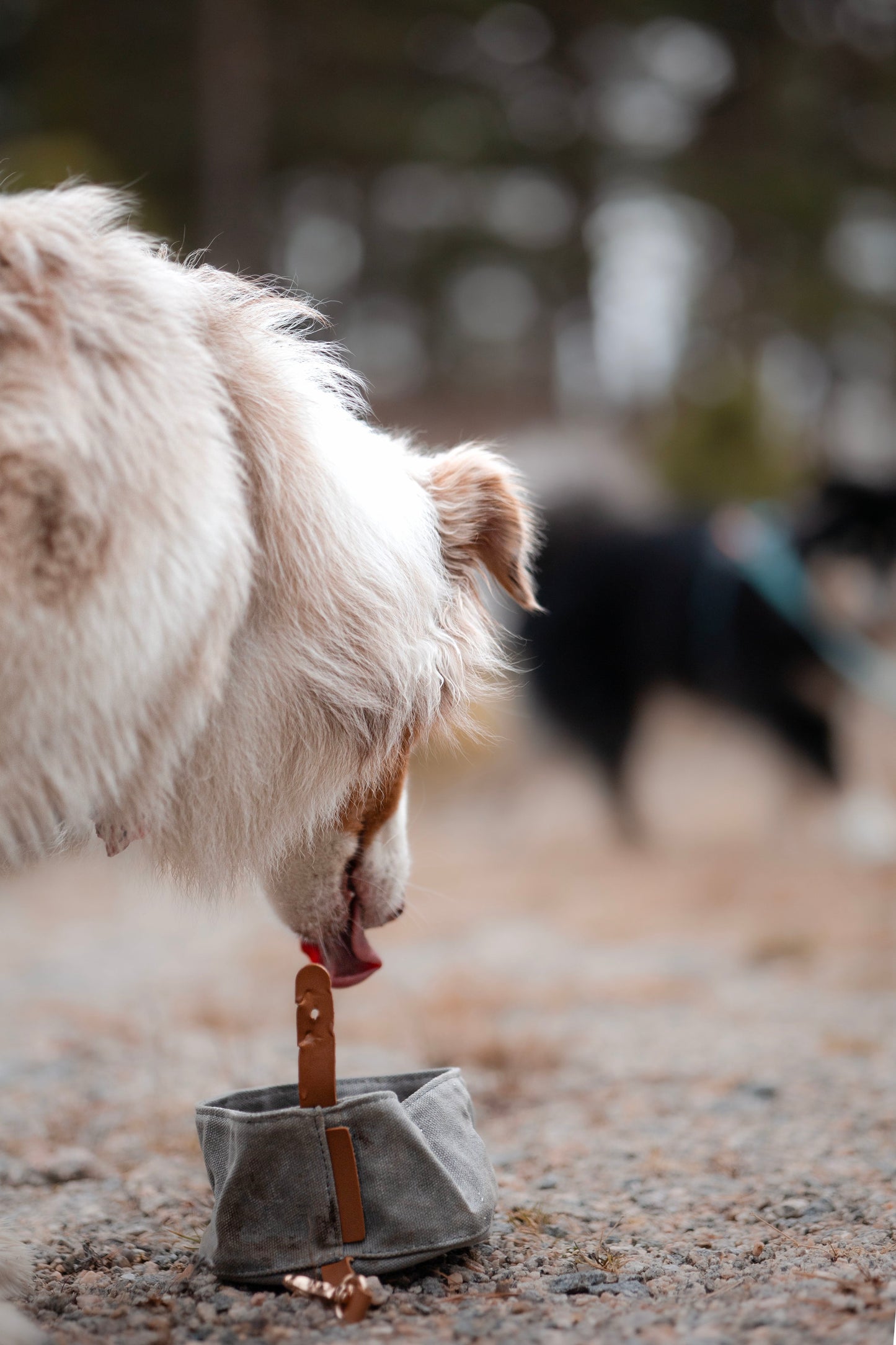 Sammenleggbar Portabel Turskål til Hund – Praktisk og Slitesterk - Hundetepper