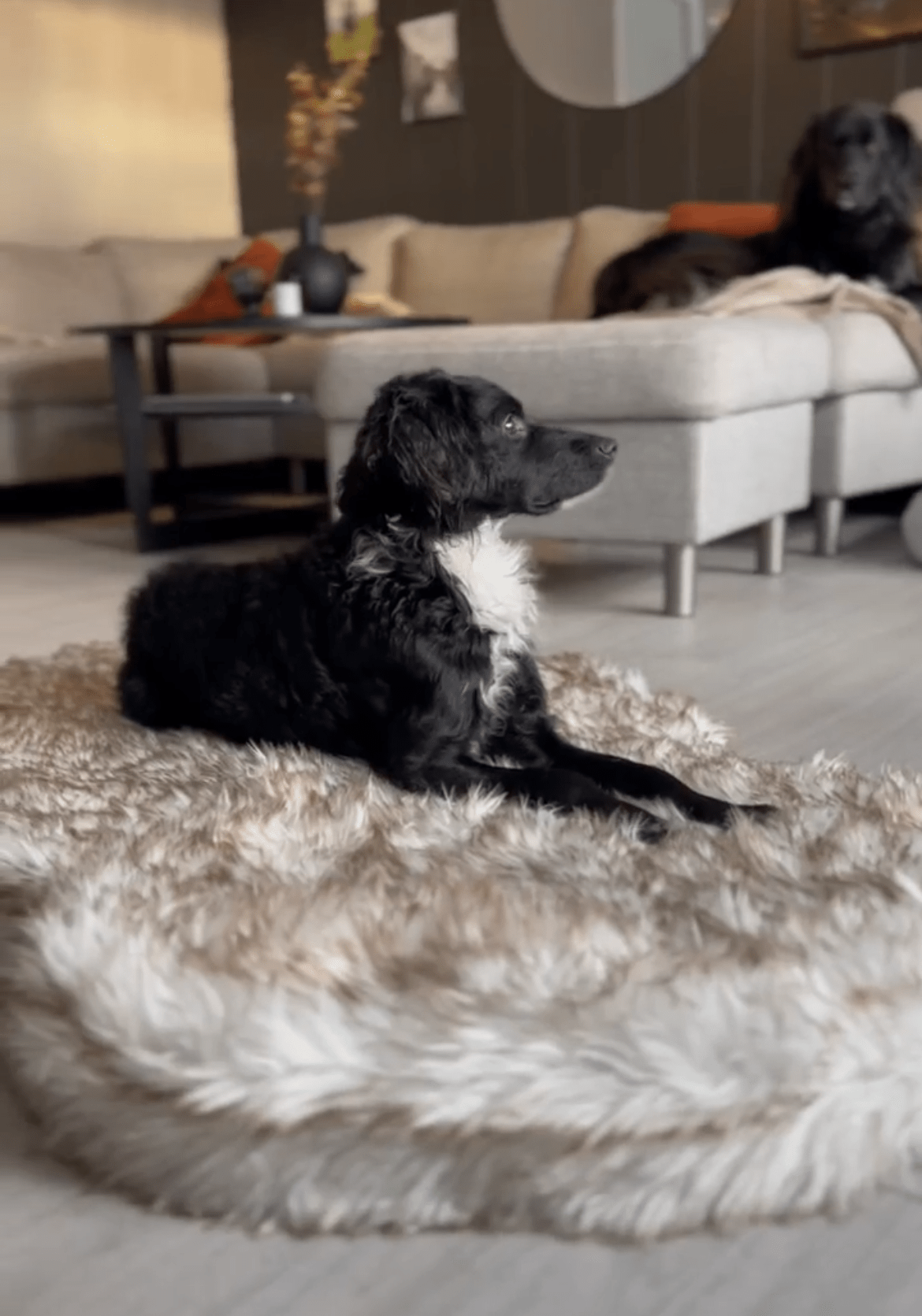 ComfyRug Original - Hundeseng med premium memory foam - Hundetepper