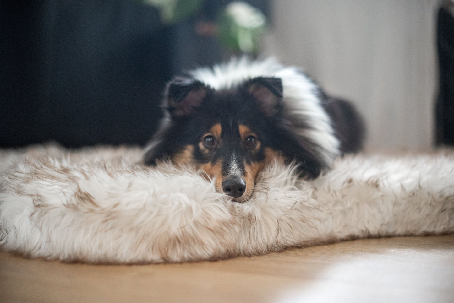 ComfyRug Original - Hundeseng med premium memory foam - Hundetepper