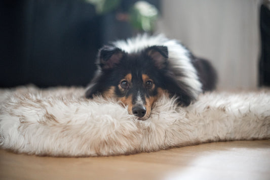 Logrende komfort for din hund - Hundetepper