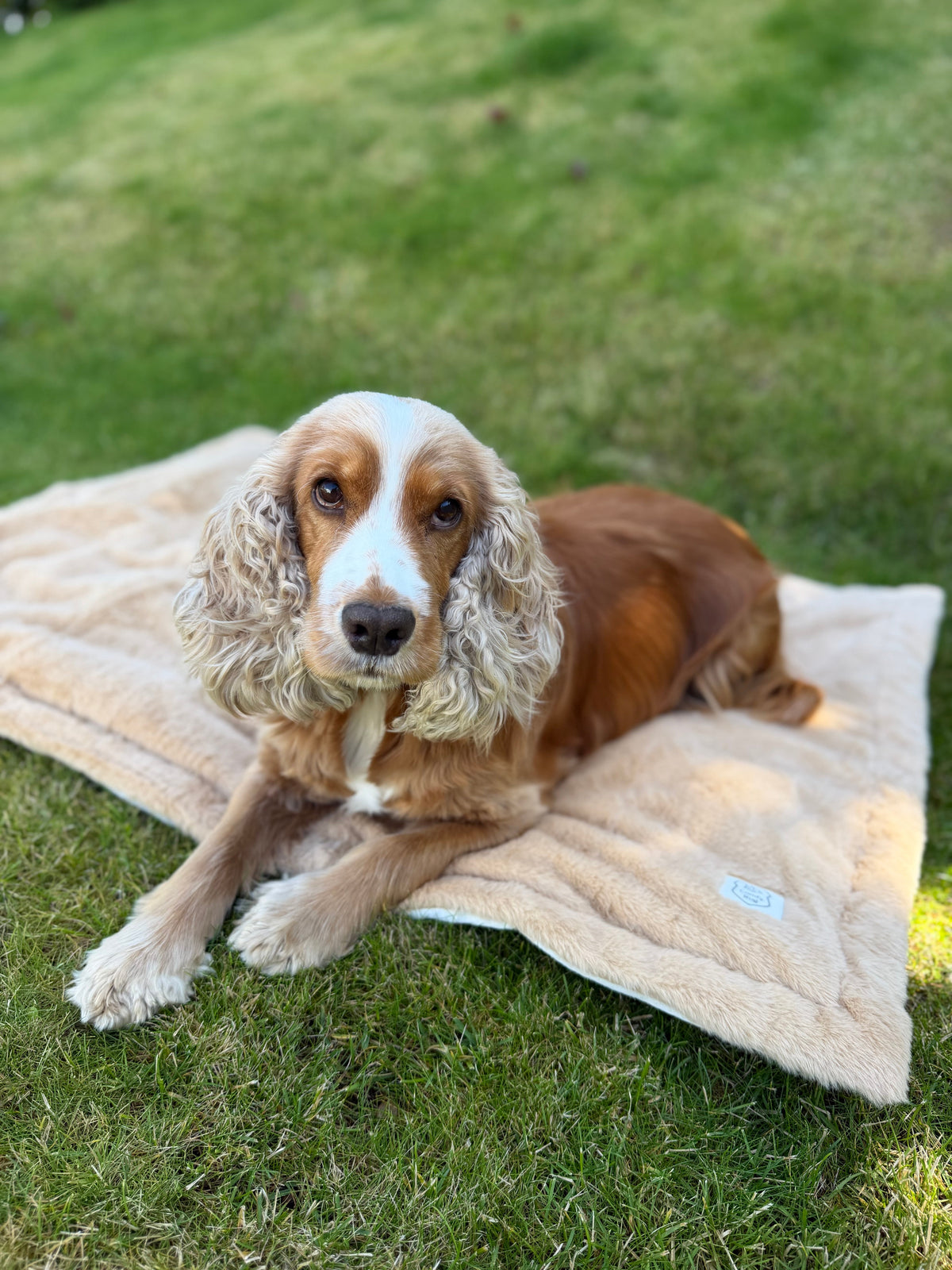 ComfyRug Caramel vanntett hundematte - perfekt som bilburmatte - Hundetepper