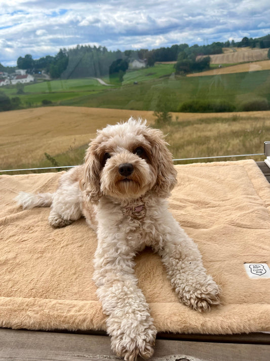 ComfyRug Caramel vanntett hundematte - perfekt som bilburmatte - Hundetepper