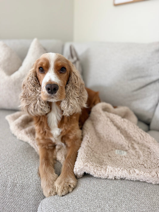 ComfyRug Teddy hundeteppe - Hundetepper