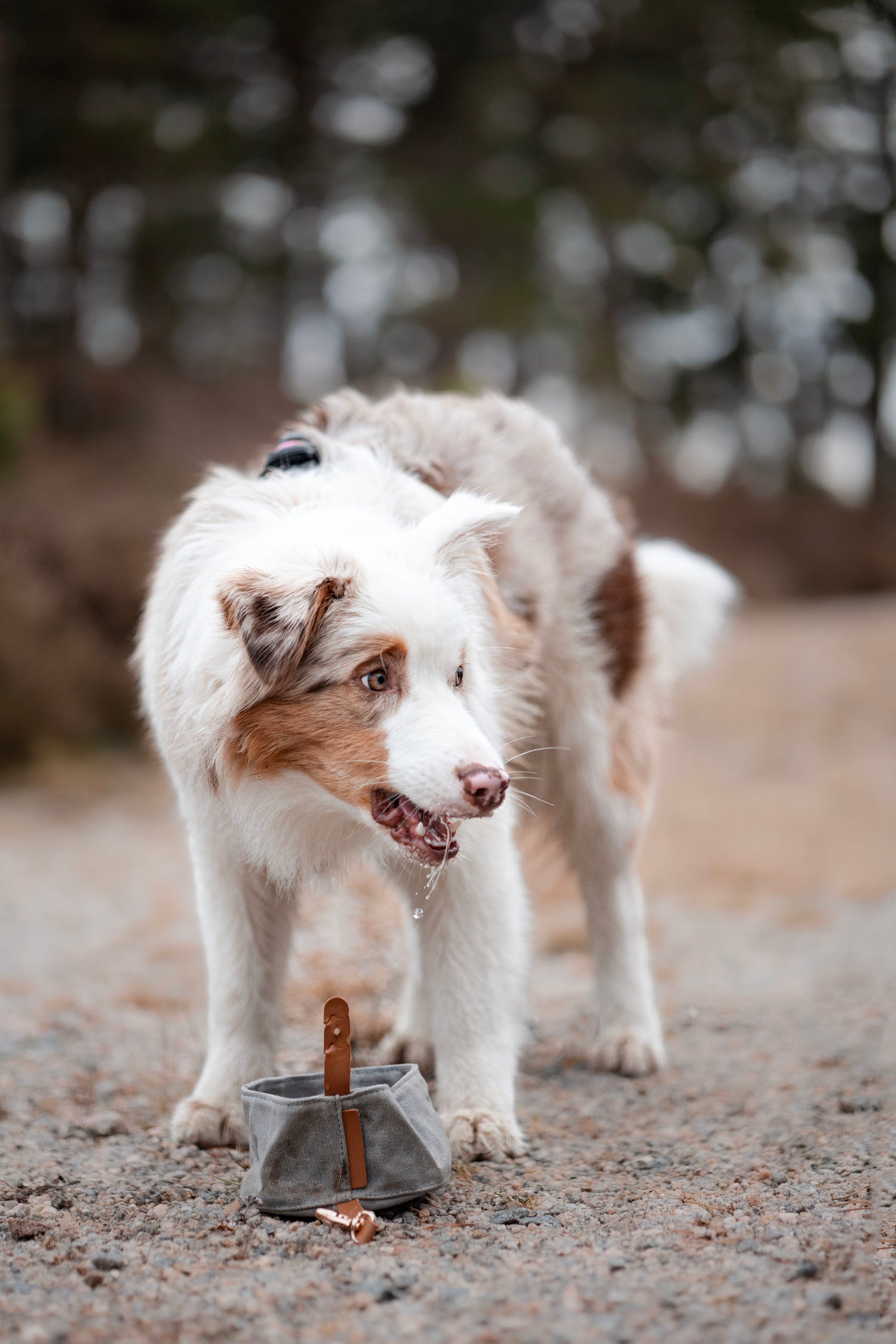 Sammenleggbar Portabel Turskål til Hund – Praktisk og Slitesterk - Hundetepper