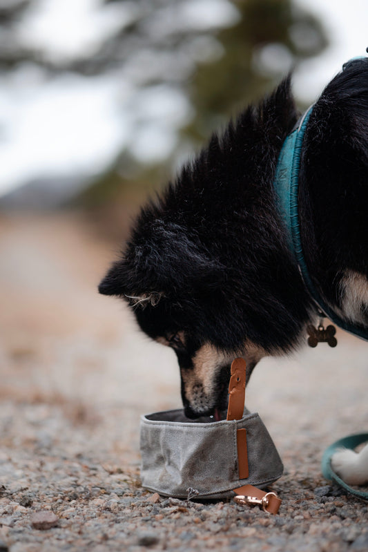 Sammenleggbar Portabel Turskål til Hund – Praktisk og Slitesterk - Hundetepper