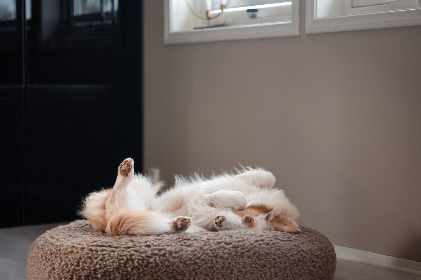 Teddy Daybed – Myk og elegant hundeseng med stilrent design - Hundetepper