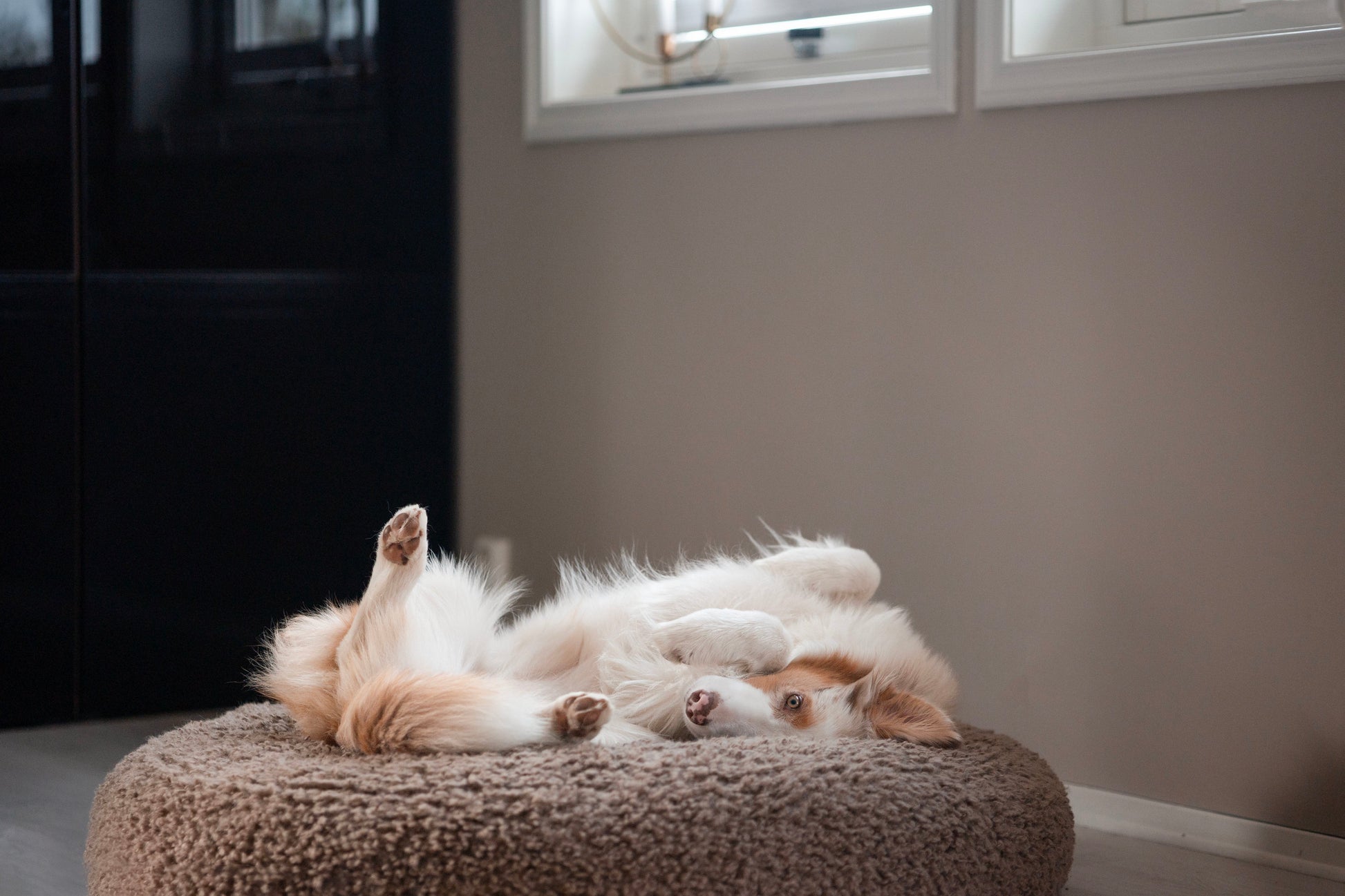 Teddy Daybed – Myk og elegant hundeseng med stilrent design - Hundetepper